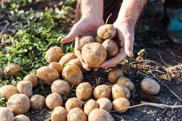 Чтобы защитить урожай от колорадского жука, используем на своем участке различные методы