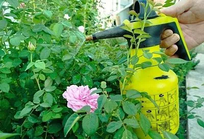 От тли до белокрылки: чесночно-лимонный настой – мощное народное средство от садовых вредителей