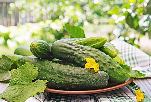 Почему плохо растут огурцы: главные причины и как спасти урожай 2025